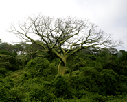 Ceiba-Baum