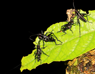 frisch geschlüpfte Nymphen<br>von <i>Chromacris speciosa</i><br>(soldier-grasshopper)