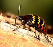 <i>Erotylus incomparabilis</i><br>(zigzag beetle)