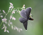 unbekannter Schmetterling