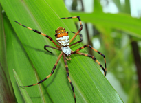 unbekannte Spinne aus Ecuador