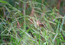 Singvogel im Gras