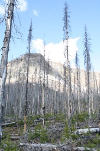 Waldbrandfläche um Kootenay NP